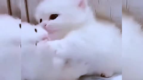 Sweet cat