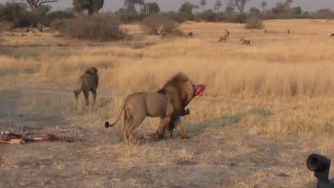 LIONS VS HYENAS - Clash of Enemies