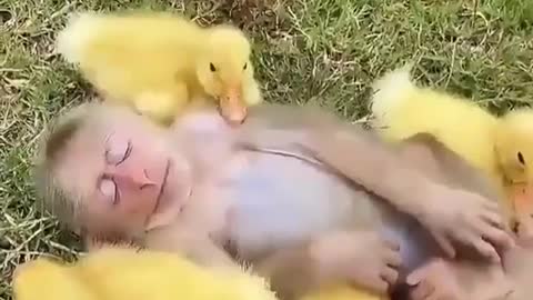 Baby monkey playing with baby ducks