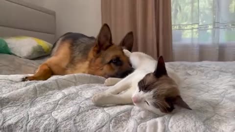 What a German Shepherd does when a Cat ignores him