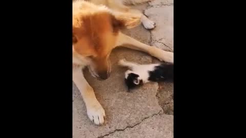 Happy elderly dog ​​with best friend kitten