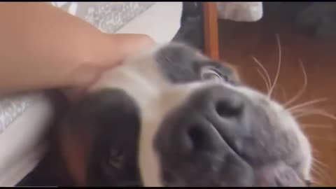 Funny dog video