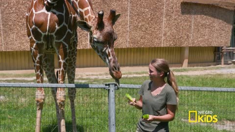 Sam's Zookeeper Challenge: Leafy Lunch with Giraffes