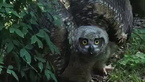 Great Horned owls Warning