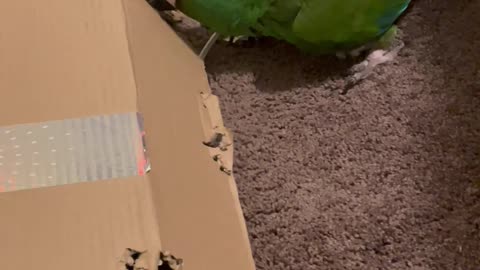 Naughty Macaw Makes a Mess Out of Cardboard