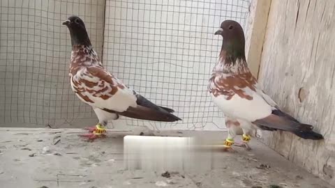 Tamra breeder pair pigeon beautiful tadeey pigeon