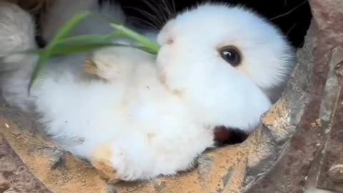 CUTE BUNNY PEACEFULLY EATING ENJOYING