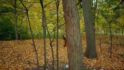 Forest Park Squirrel Autumn Autumn Park Animal