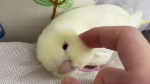 The cute bird.