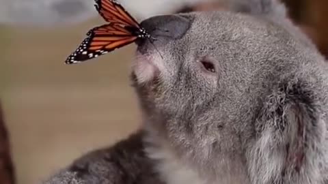 Butterflies interact with koalas