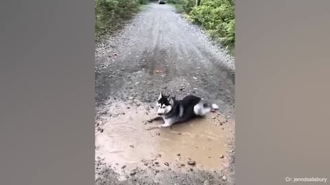 Funny Dogs - Husky Edition