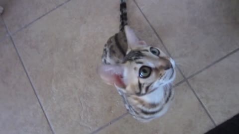 Hungry Bengal Kitten