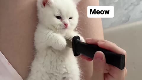 Cute Baby Kitten meow ..