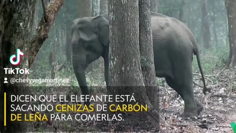 Este elefante salvaje sopla humo en un inusual video