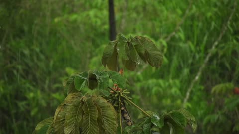 Music & Sounds for Light & Deep Meditation | Rain Sounds | Bird Chirping Sounds