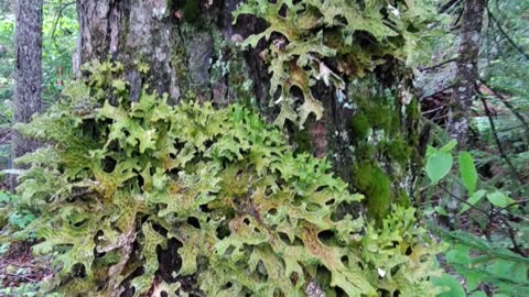 Lichen