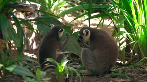 Lemurs in forest