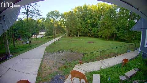 Ring Camera Interjection Spooks Deer but Saves Hydrangeas