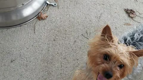 Little Yorkie Dog Loves to Play Fetch.