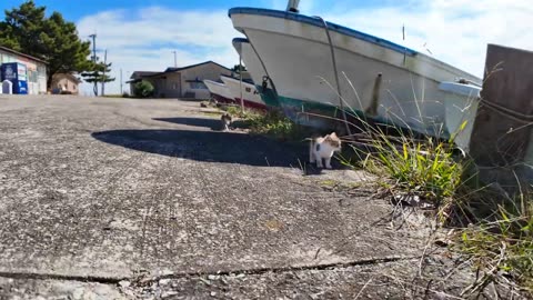 Cute Cats Walking on the Clean Road