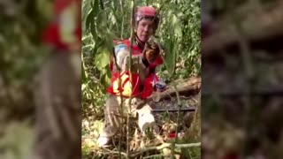 Ocelot rescued by Rio de Janeiro firefighters in forest fire