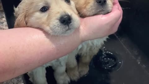 Golden puppies