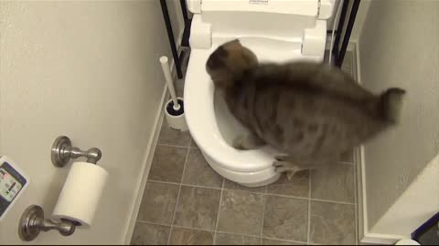 Funny Cat Video