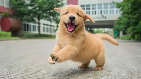 Funniest Golden Retriever PUPPIES will make you LAUGH ALL DAY 😁