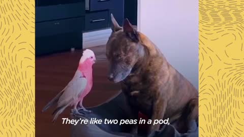 A dog finds an injured parrot and they become best friends | Dodo mated pairs