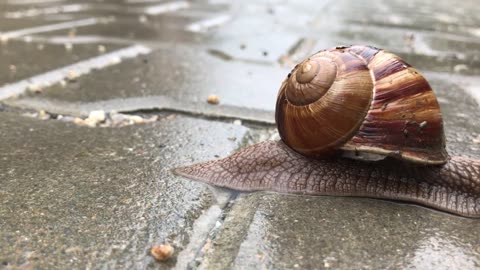 How Snails move ? ZOOM-in Video | Free HD Videos