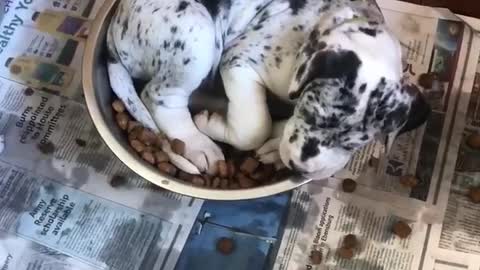 Puppy Enjoys Breakfast in Bed