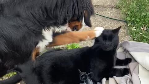 Puppy Tries to Pet Cat