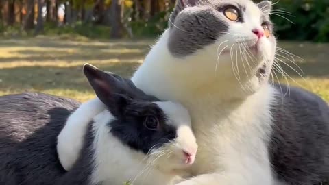 Cat 😺 | Rabbit 🐰