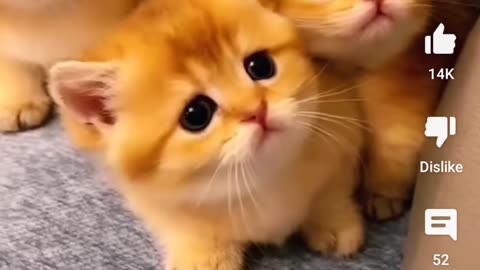 #cats#little cute cats🥰