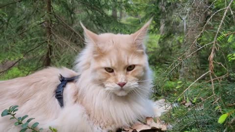 Maine Coon Cat Chirping at Bird!