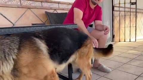 Talking German Shepherd doesn't want owner to leave