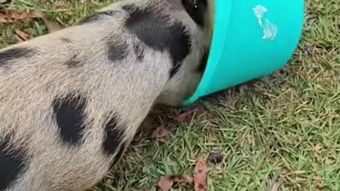 piggy grow up#pig #piggy #pigoftiktok