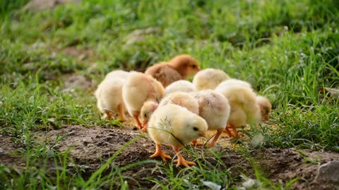 Little chicks looking for food.