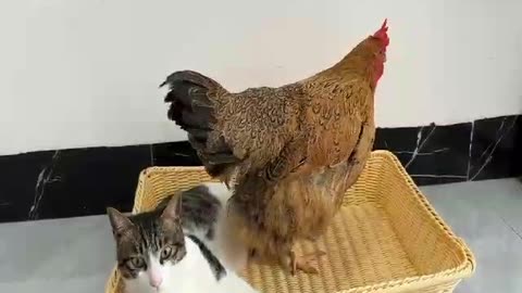 The hen lays eggs while the cat is asleep.