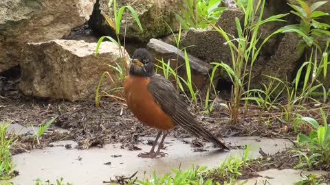 126 Toussaint Wildlife - Oak Harbor Ohio - Got A New Companion