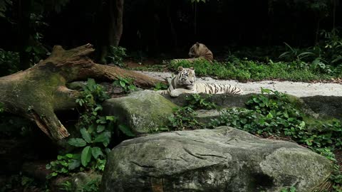 White tiger resting and yawning