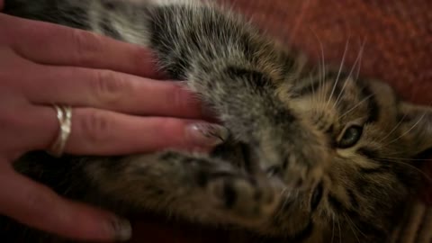 Baby cat biting person fingers close up