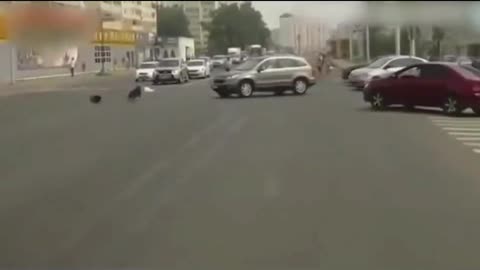 A dog running on the road