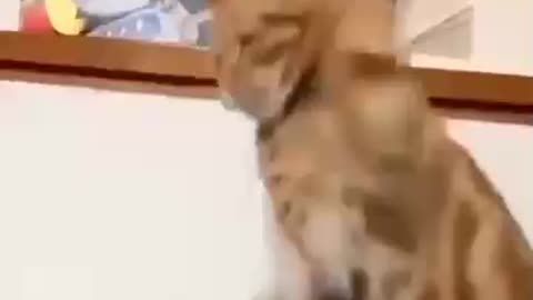 Funny animal videos