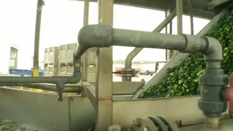 Amazing Greenhouse Cucumber Growing _ Harvesting Process - Modern Cucumber Pickles Processing Plant