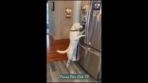 Funny Animal Videos 🤣 Funniest Cats and Dogs Videos 2024 😁