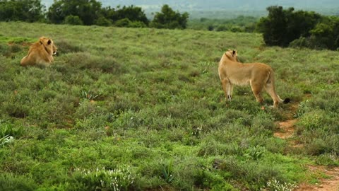 the Lions of the Jungle in Their Natural Habitat"