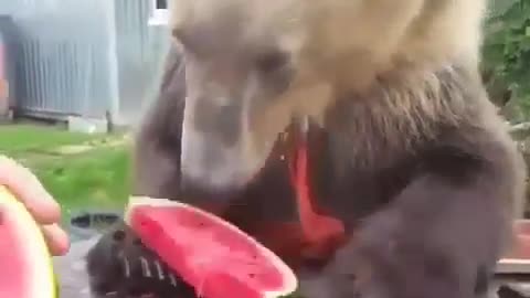 a bear that looks ferocious instantly becomes cute