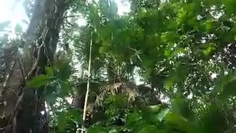 Taking down coconut from a tree