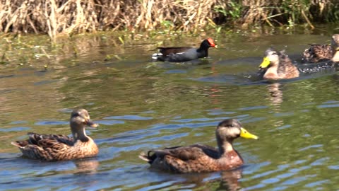 Common Gallinule Chasing Ducks